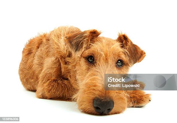 Puro Terrier Irlandês - Fotografias de stock e mais imagens de Animal - Animal, Animal Doméstico, Animal de Estimação