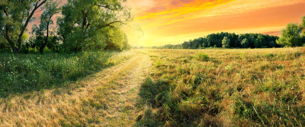 istock Country road in field near forest under dramatic sunset sky 1338963068