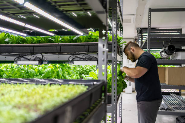 istock Indoor Organic Vegetable Farm 1338963079