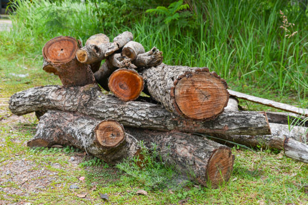 istock A pile of stacked firewood, 1338963094