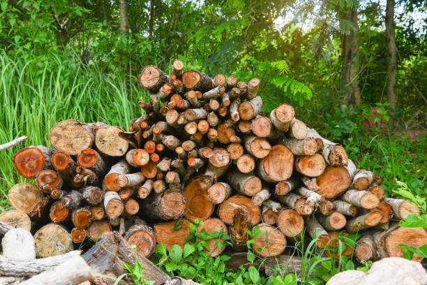 istock A pile of stacked firewood, 1338963095