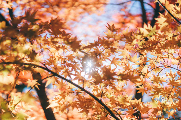 istock Impressive autumn leaves in late autumn 1338965244