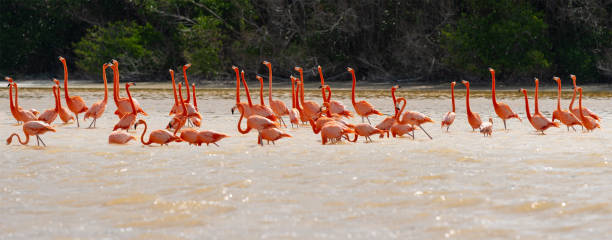 istock American Flamingo, Celestun, Mexico 1338967125