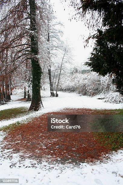 나뭇잎 아래에서 인공눈 겨울 시즈닝하다 0명에 대한 스톡 사진 및 기타 이미지 - 0명, 겨울, 계절