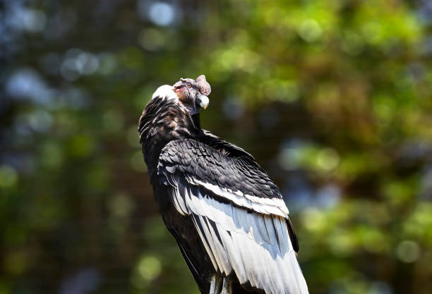 istock Male Andean Condor 1338971279