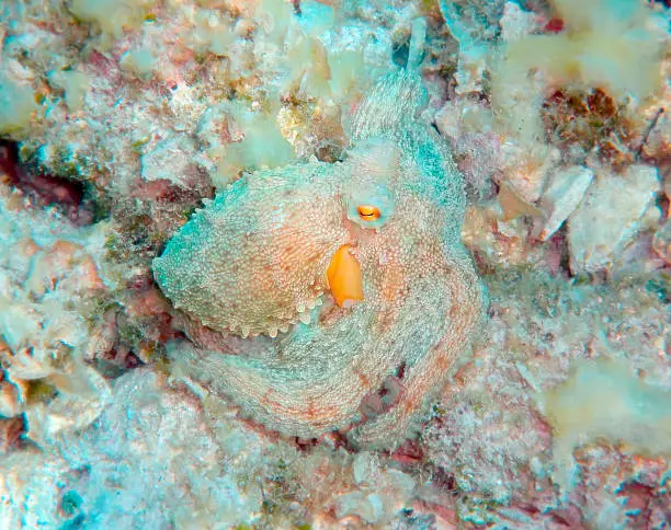 Camouflaged Mediterranean octopus on the seabed