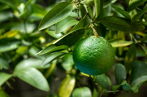 An unripe green fruit on the mandarin orange tree
