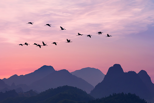 Aves de grupos grandes en vuelo sobre las montañas photo