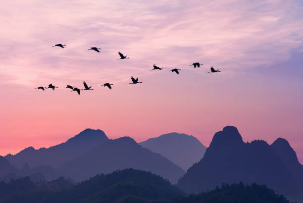 Large group birds in flight above the mountains stock photo