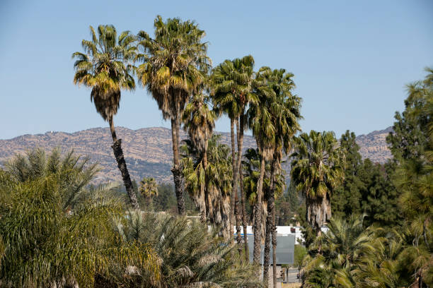 istock Woodland Hills 1338978087