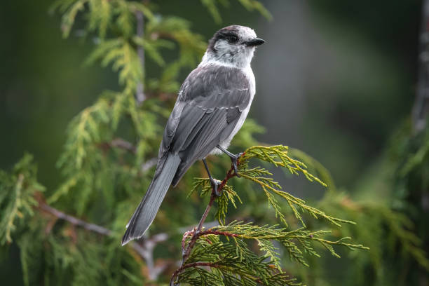 Gray Jay Perched On A Branch stock photo