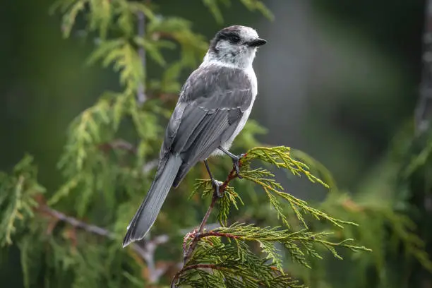 Photo of Gray Jay Perched On A Branch