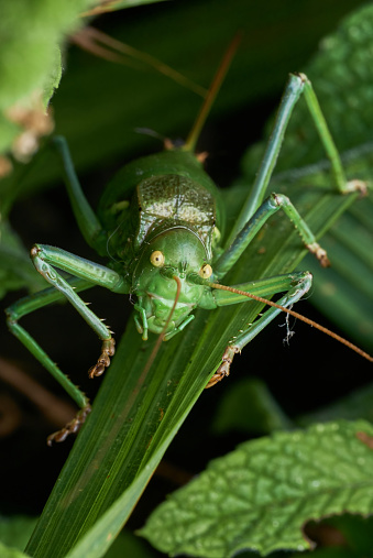 Zi-zi or Saddle-backed Cricket (Ephippiger ephippiger) standing on a leaf