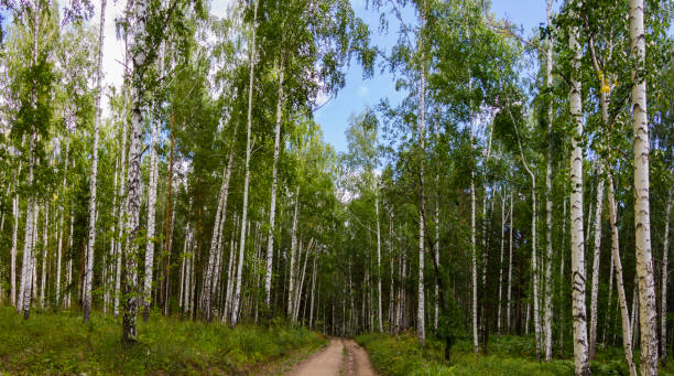 istock Birch forest in summer. A road in the forest. 1338979899