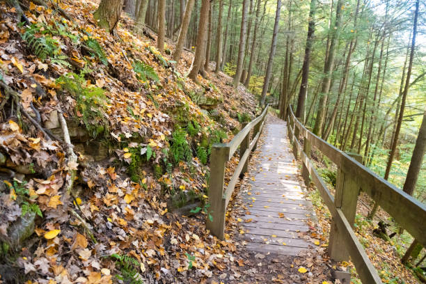 A hike through the fresh spring forest in the south near Lake Norman
