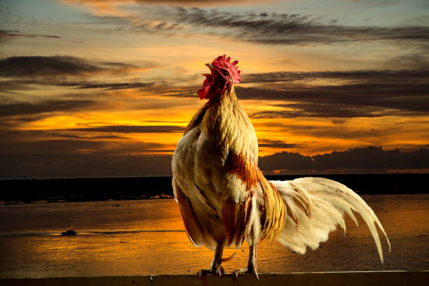istock Beautyful in morning 1338982317