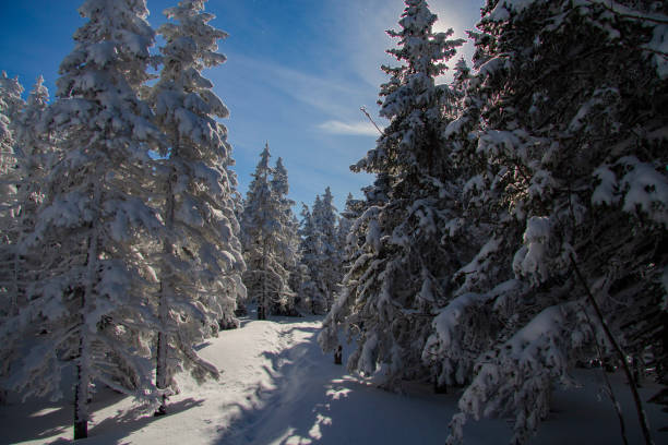 istock Snow-covered coniferous forest in sunny weather. 1338983005