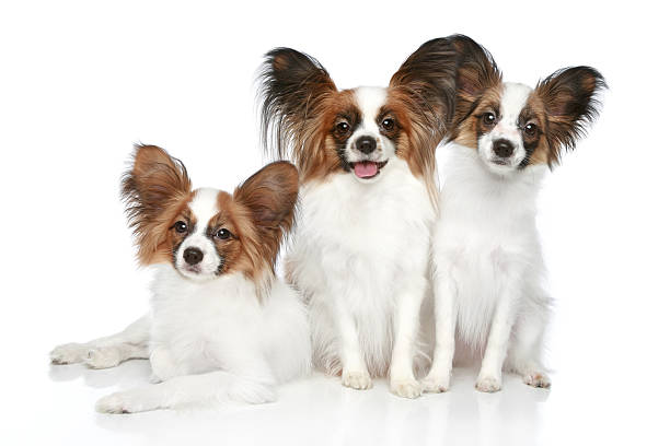 istock Papillon dog puppies 133898313