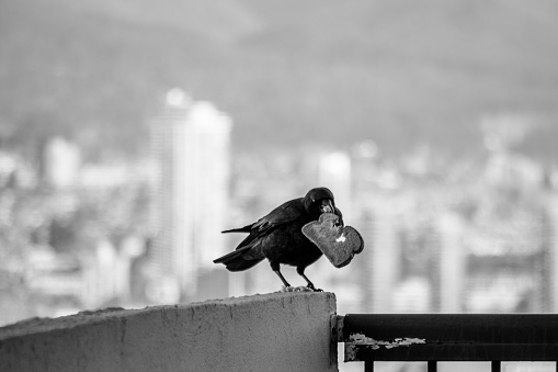 Crow Eating Bread
