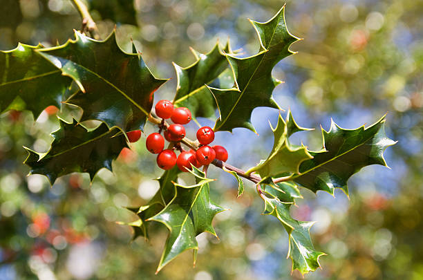 istock Holly leaves and berries 133898365