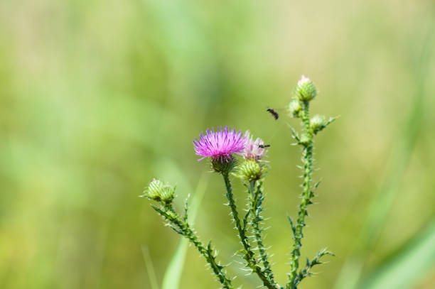 cardo rastejante único em flor close-up vista com foco seletivo - thorn spiked flower head blossom - fotografias e filmes do acervo