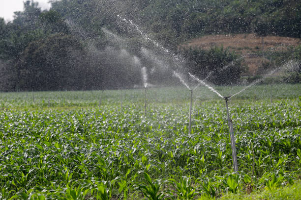 Agriculture sprinkler at corn farm.