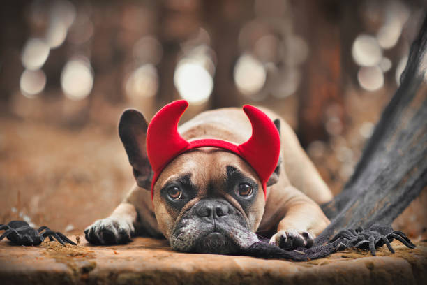 악마 의상을 가진 할로윈 프랑스 불독 개 - devil dogs 뉴스 사진 이미지