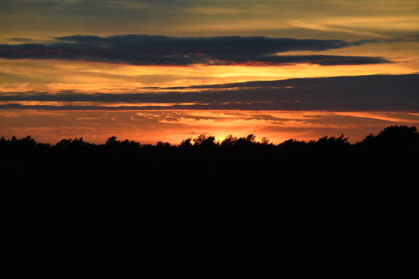 Forest in silhouette.
