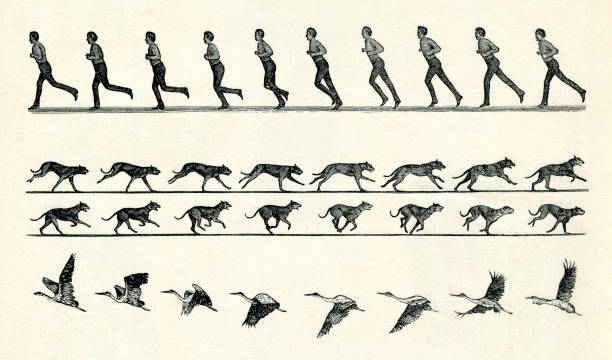 1898년 날아다니는 남자를 위한 모션 스터디 - chromolithograph stock illustrations