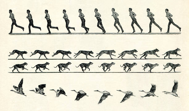 ilustrações, clipart, desenhos animados e ícones de estudos de movimento de homem correndo pássaro voando 1898 - chromolithograph