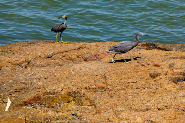 A Pacific Reef Egret at the coast of Mui Ne in Vietnam A Pacific Reef Egret at the coast of Mui Ne in Vietnam egretta sacra stock pictures, royalty-free photos & images