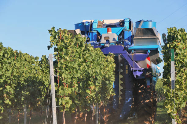 Vintage or grape harvest with harvester
