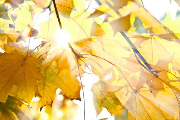 istock autumn foliage in a rays of sun 1338993522