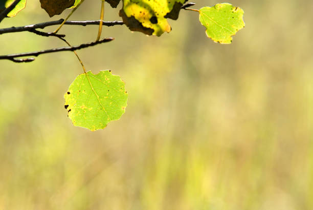 autumn aspen leaves