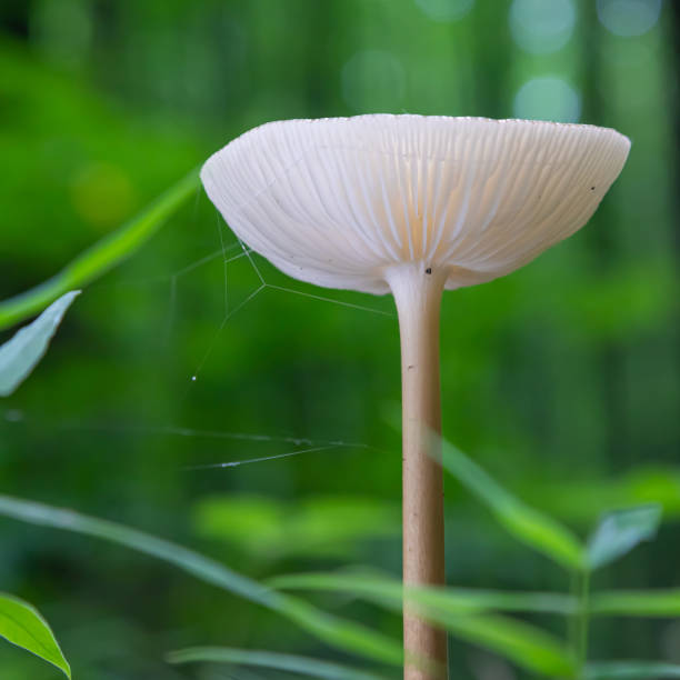 istock mushroom in the natural environment in the forest 1338993539
