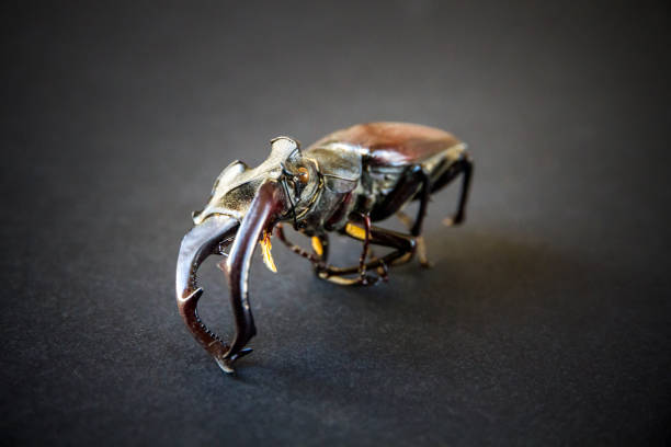 istock European stag beetle on black background 1338994449