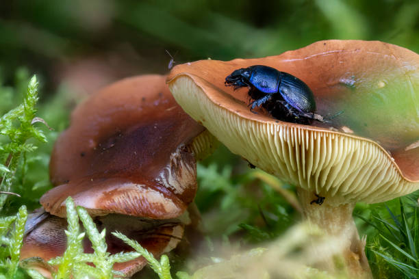 istock Close up of a brown Milkcap mushroom between pine needles and moss 1338994700