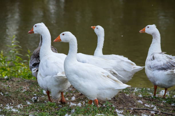 istock Domestic geese on a walk through the meadow 1338996862