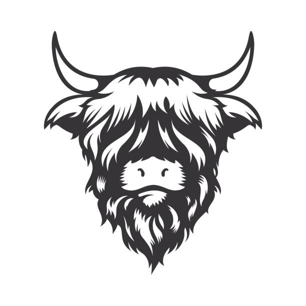 Highland cow head design on white background. Farm Animal. Cows logos or icons. vector illustration. Highland cow head design on white background. Farm Animal. Cows logos or icons. vector illustration. highland cattle stock illustrations