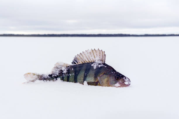 istock perch fish lying on the snow. ice fishing catch. Perca fluviatilis. Copy space 1338998046