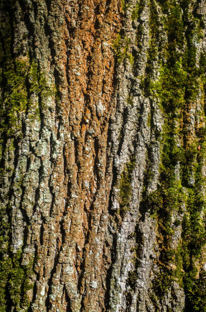 strukturierte schöne natürliche abstrakte oberfläche für tapeten und hintergründe. rinde eines alten baumes im wald nahaufnahme - bark textured close up tree stock-fotos und bilder
