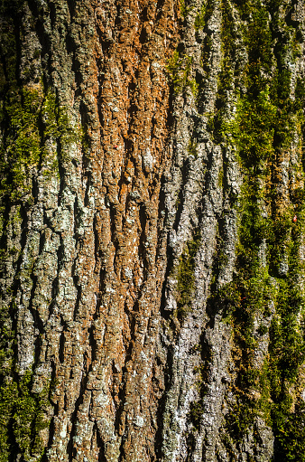 Textured beautiful natural abstract surface for wallpapers and backgrounds. Bark of an old tree in the forest close-up.