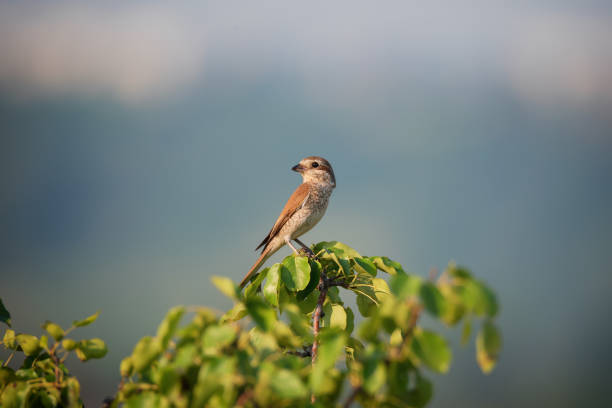istock Small single bird shrike sitting on green tree branch 1338999469