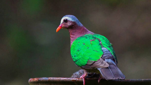 istock common emerald dove (Chalcophaps indica), also called Asian emerald dove and grey-capped emerald dove 1338999470