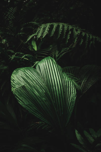 istock Heart shape in the jungle 1339000751