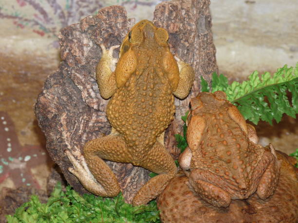 Free picture: back, fowlers, toad, frog