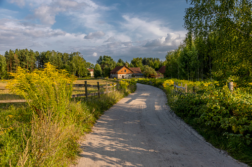 End of summer in the village of Warmia - a dirt road in the village of Redykajny near Olsztyn, by the road yellow flowers, wooden fences and trees