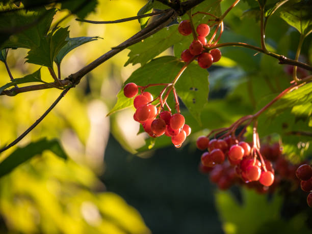 istock Viburnum berries on a background of illuminated blurry branches 1339002777