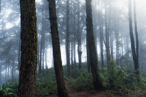 istock Pine forest in the mountains in the morning 1339003234