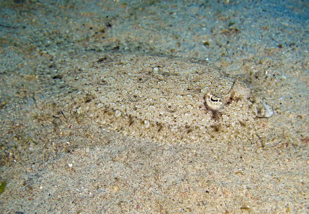istock Flounder in the filipino sea 1339005546